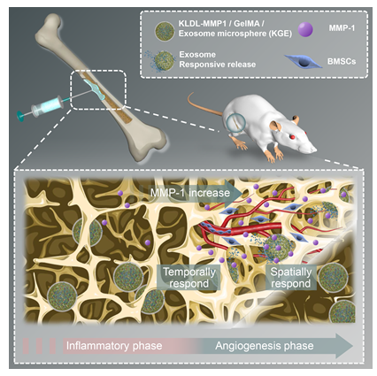 Acta Biomater｜南方医科大学三附院黄文华/利时雨/孙永建：可注射酶敏感微球时空释放外泌体以增强血管新生相关骨愈合