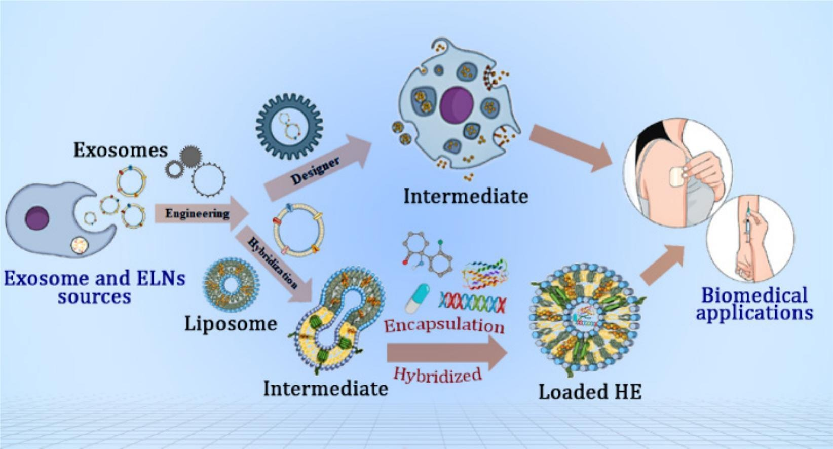 【综述】J Control Release丨杂交外泌体、类外泌体纳米囊泡和工程化外泌体的生物医学应用