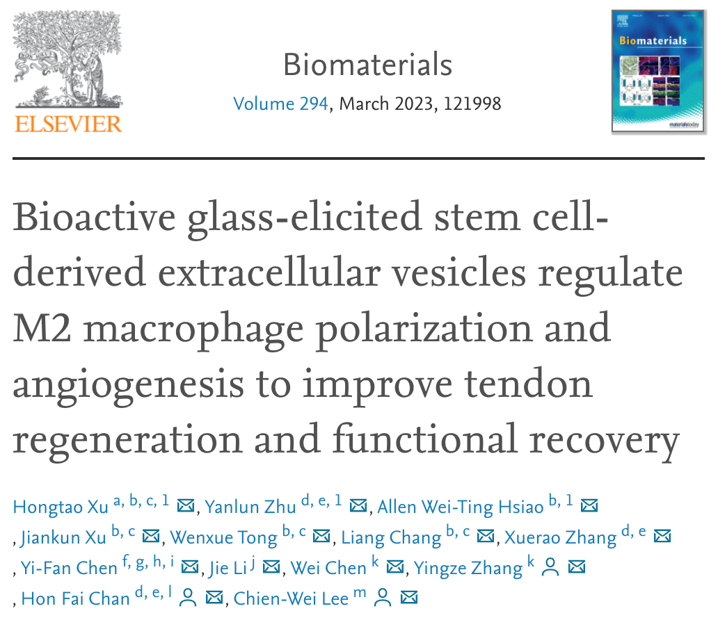Biomaterials |香港中文大学：生物活性玻璃赋能间充质干细胞来源的细胞外囊泡调控M2型巨噬细胞和再血管化以促进肌腱再生