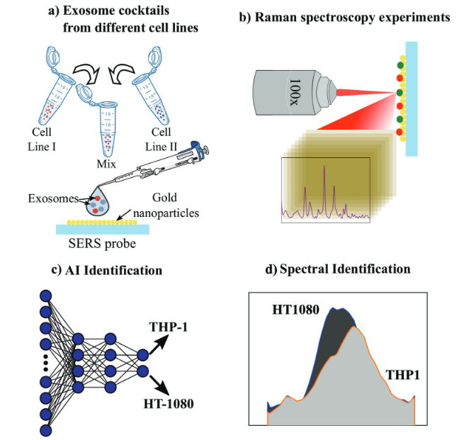 Small丨使用拉曼光谱和机器学习算法进行外泌体的非标记识别和分类