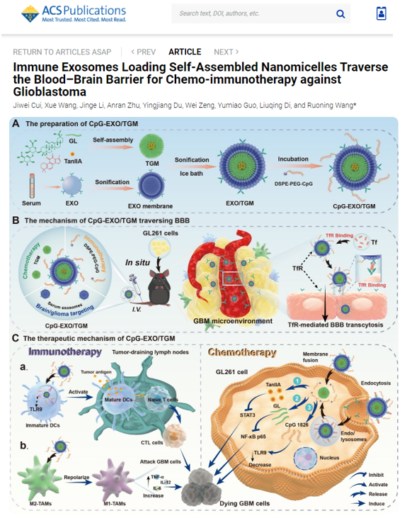 ACS nano | 南京中医药大学王若宁/狄留庆团队：“免疫外泌体”荷载中药多组分自组装胶束多模式协同治疗脑胶质瘤