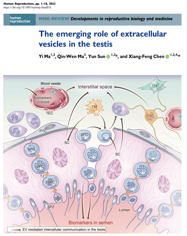 Human Reproduction 上海交通大学医学院附属仁济医院团队：细胞外囊泡在睾丸的新作用