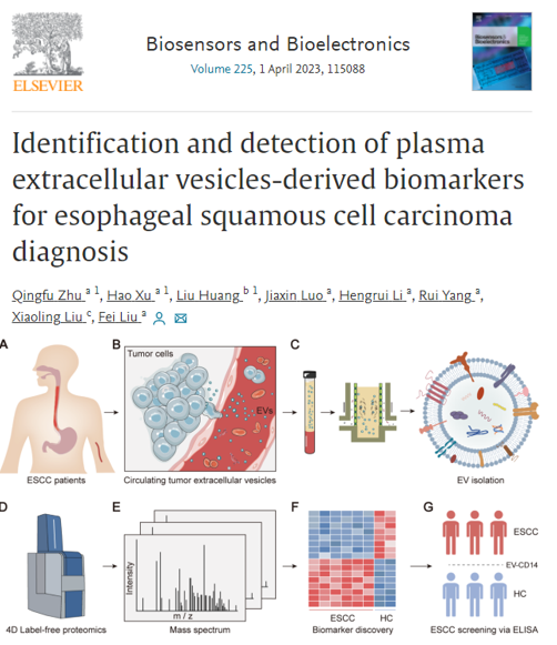Biosensors & Bioelectronics | 温州医科大学刘飞团队: 用于食管鳞癌诊断的血浆EV生物标志物的鉴定和检测