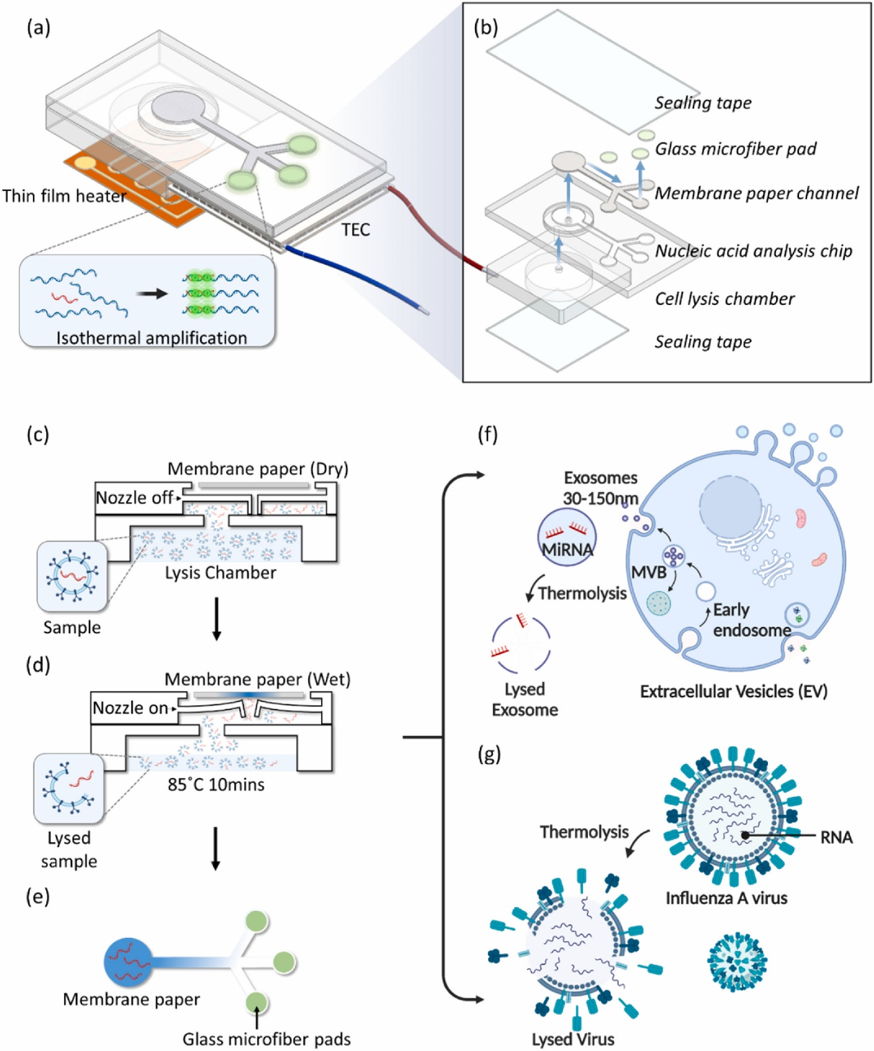 Biosens Bioelectron丨芯片裂解和纸基传感器的集成系统 用于快速检测病毒和外泌体RNA