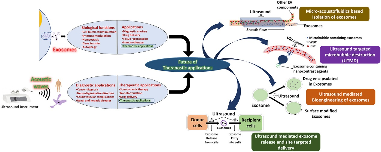 【综述】Mater Today Bio丨超声在外泌体治疗中的应用及未来发展
