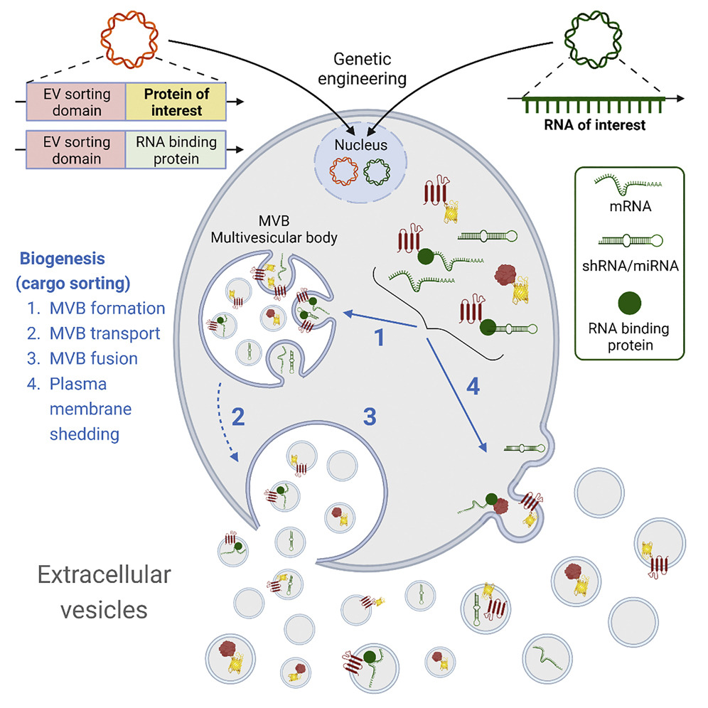 Mol Ther丨靶向细胞外囊泡的生物发生机制进行工程化改造和治疗货物装载