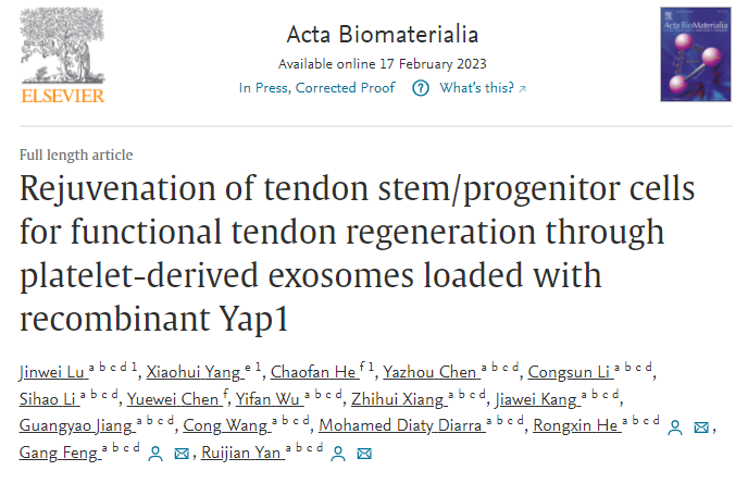 Acta Biomater | 浙江大学附属第二医院颜瑞健/冯刚：载重组Yap1血小板来源外泌体增强TSPCs干性促进肌腱再生