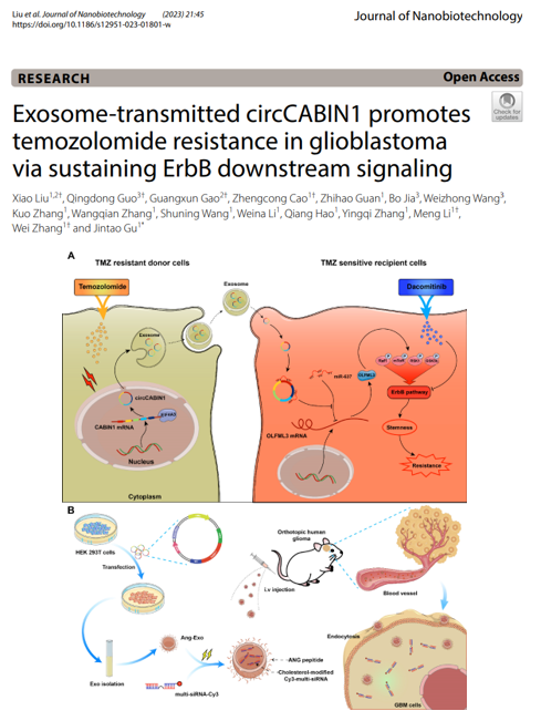 J Nanobiotechnology | 空军军医大学：外泌体传递的circCABIN1促进胶质母细胞瘤对替莫唑胺的耐药性