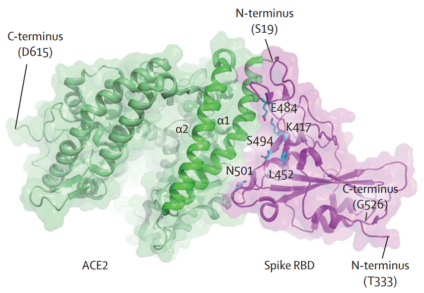 【综述】柳叶刀子刊：针对新冠开发ACE2衍生物（如细胞外囊泡）的进展