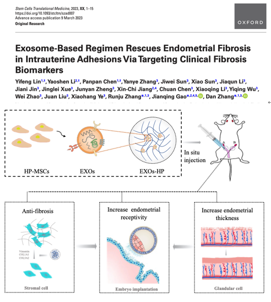 Stem Cells Transl Med | 浙江大学张丹、高建青教授：间充质干细胞来源外泌体搭载温敏凝胶调节子宫内膜再生修复