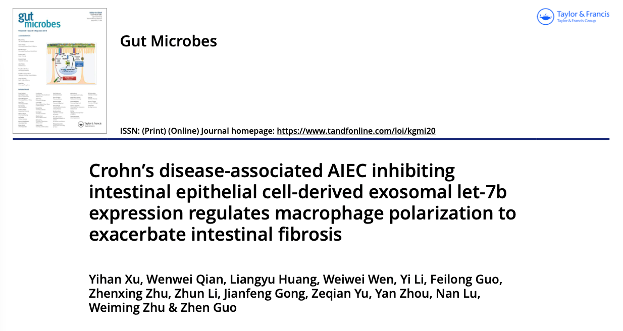 Gut Microbes|南京大学朱维铭/郭振：AIEC通过抑制肠上皮细胞外泌体let-7b调节巨噬细胞极化加剧克罗恩病肠纤维化