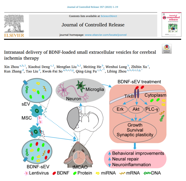 J Control Release | 暨南大学周立兵教授和中山大学付清玲教授：鼻腔递送小细胞外囊泡加载BDNF用于脑缺血治疗