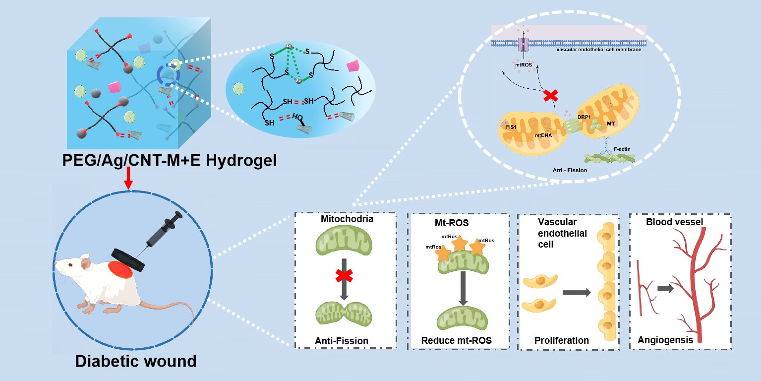 Bioact Mater|空军军医大学胡大海/西安交大郭宝林：负载外泌体/二甲双胍导电水凝胶促进糖尿病慢性创面血管生成及创面愈合