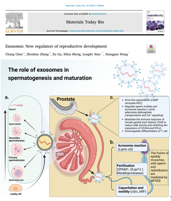 <综述> Materials Today Bio | 北京农学院王相国副教授课题组：外泌体是生殖发育过程的新调节因子