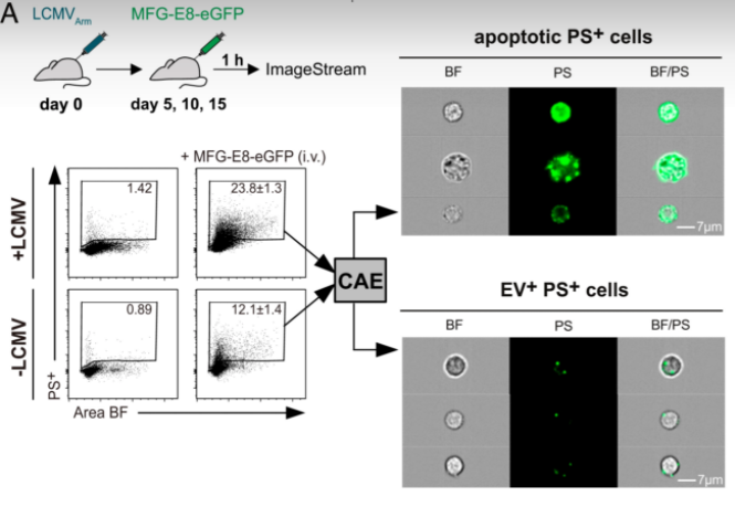 PNAS丨磷脂酰丝氨酸阳性的细胞外囊泡促进CD8+ T细胞功能