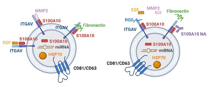 【Gut】S100A10通过EVs转移，并通过调节EVs蛋白质货物促进肝细胞癌进展
