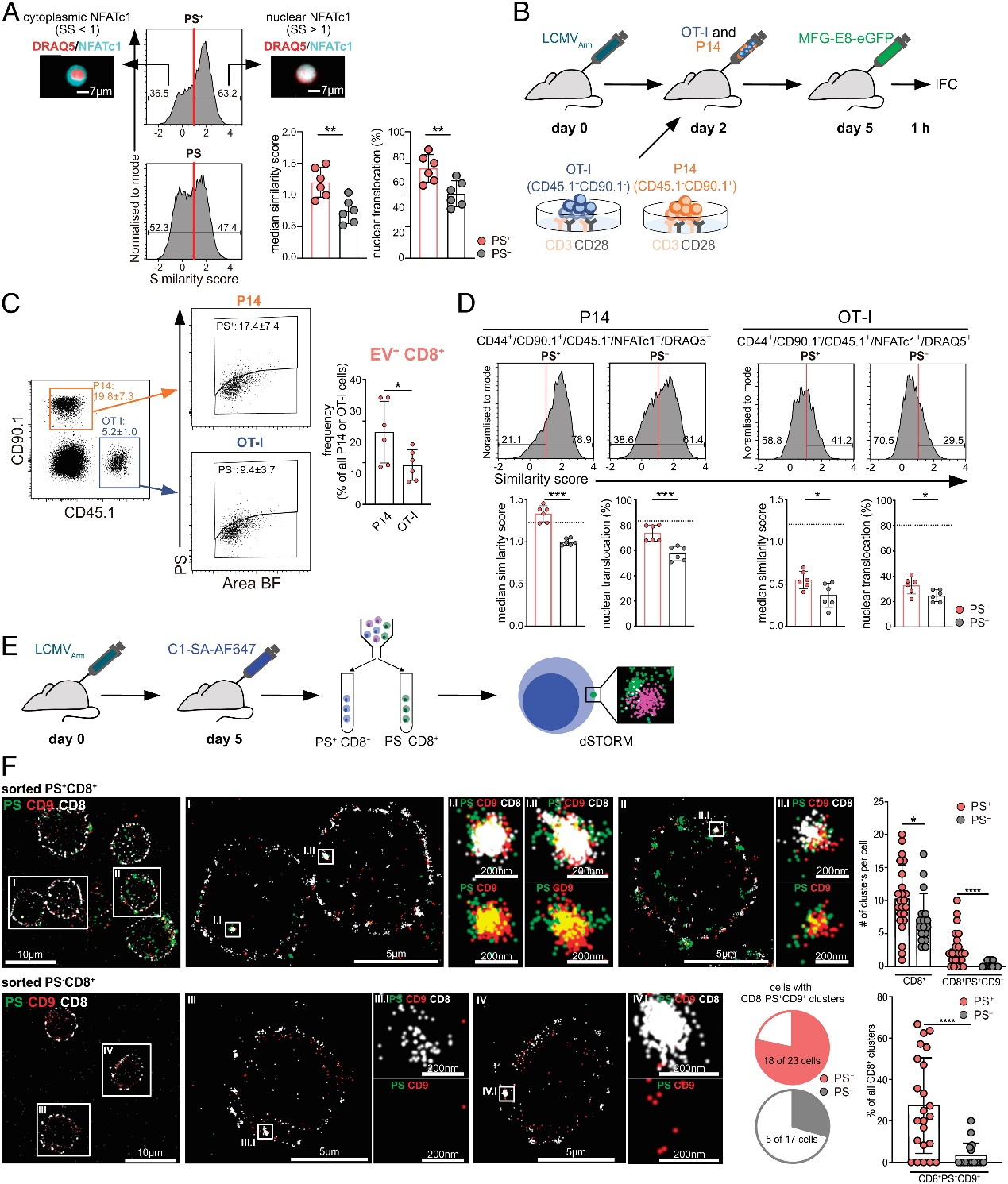 PNAS：病毒感染期间磷脂酰丝氨酸阳性EVs增强效应CD8+ T细胞反应