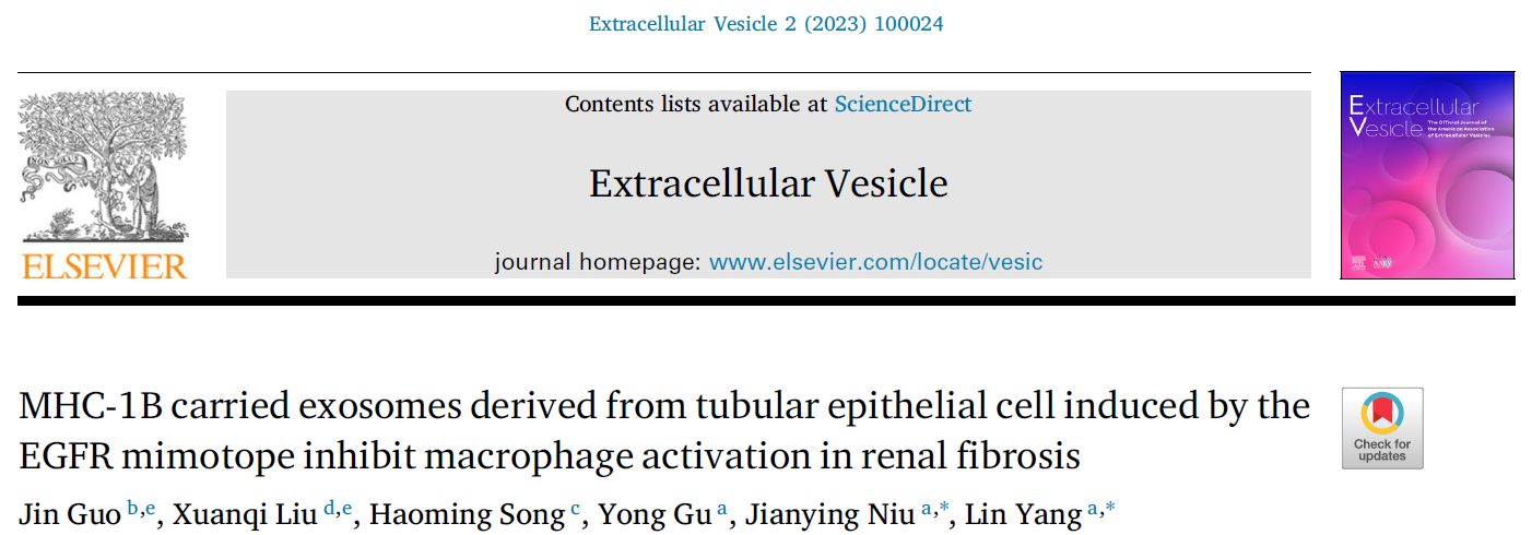 【Extracellular Vesicle】携带MHC-1B的肾小管上皮细胞外泌体具有缓解肾纤维化的巨大潜力！