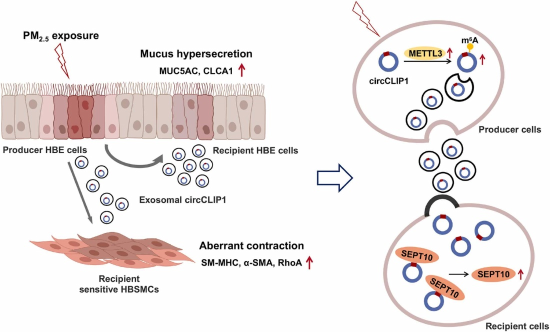 Ecotoxicol Environ Saf|南京医科大学张正东：外泌体circCLIP1参与PM2.5诱导的气道阻塞 - 外泌体资讯网