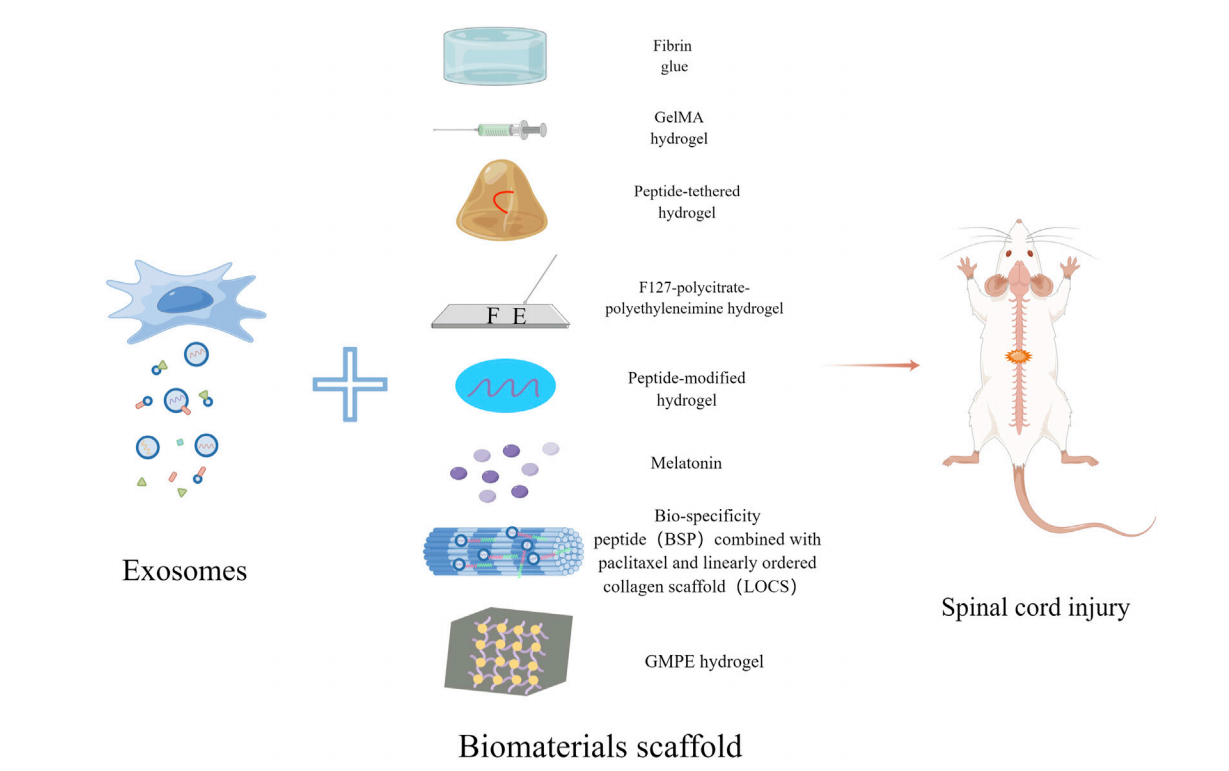 ​Front Bioeng Biotechnol | 南通大学医学院人体解剖学系董传明课题组: 外泌体与生物材料联合治疗脊髓损伤