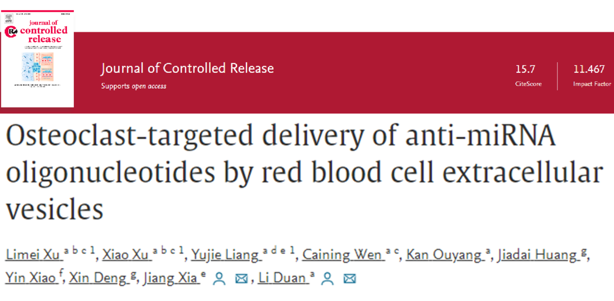J Control Release |红细胞外囊泡靶向破骨细胞递送小核酸药物治疗骨质疏松症的新型疗法