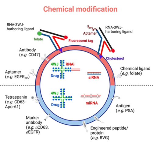 【综述】Acta Pharm Sin B丨RNA配体修饰外泌体将RNAi靶向递送至癌细胞