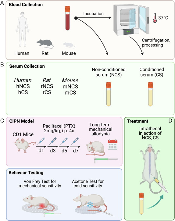 Brain Behav Immun丨鞘内注射条件血清通过外泌体途径改善化疗引起的神经性疼痛