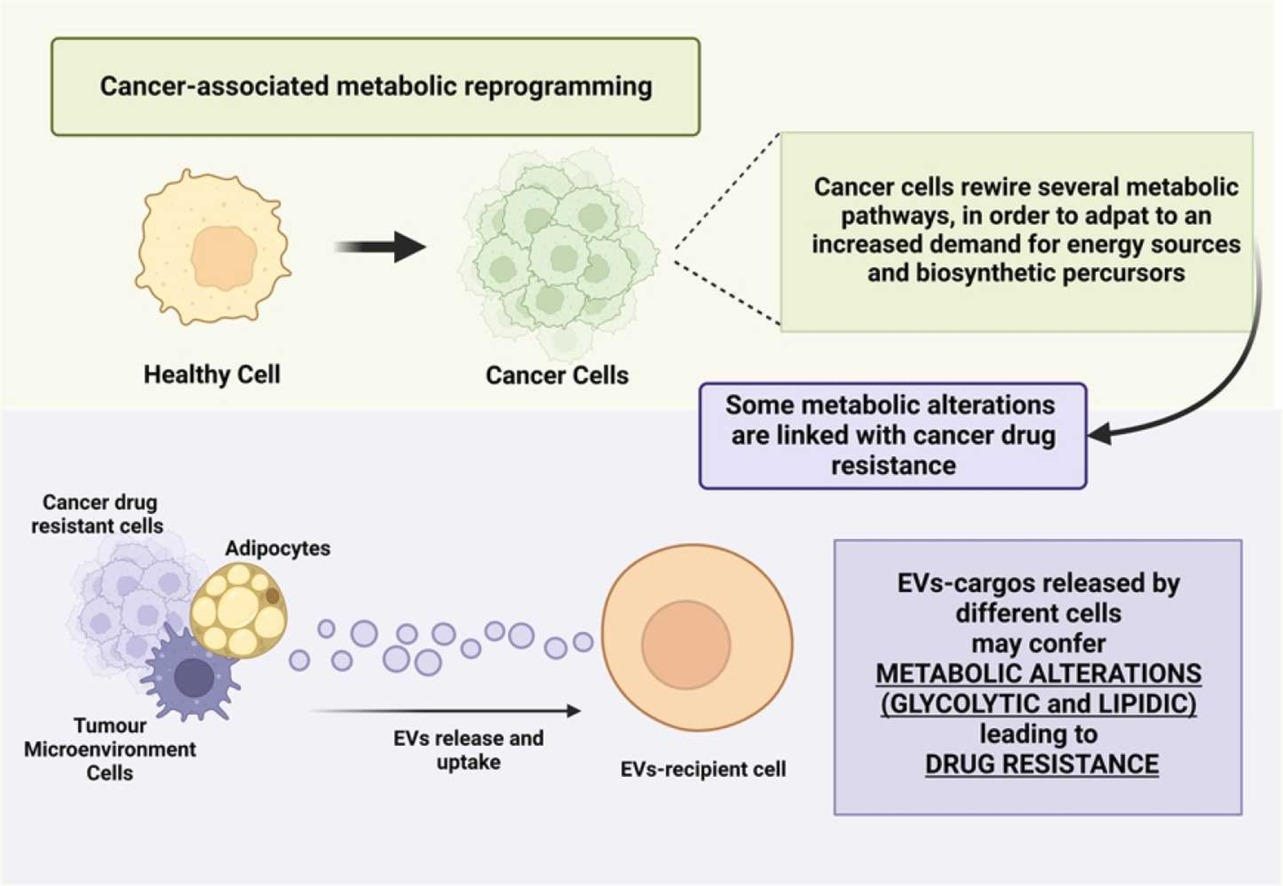 【综述】Cytokine Growth Factor Rev丨细胞外囊泡调节肿瘤细胞糖酵解、脂质代谢以及肿瘤耐药