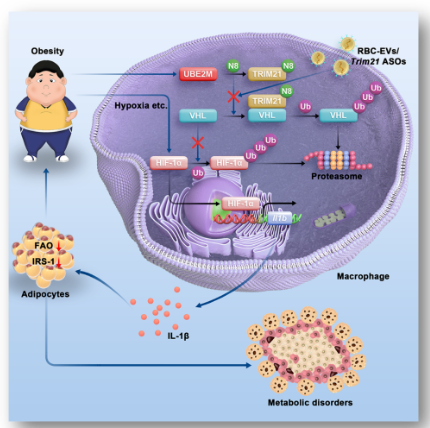 Cell Metabolism|浙江大学蔡志坚、王建莉和杨菲课题组发文揭示胞外囊泡可用于肥胖相关炎症的治疗