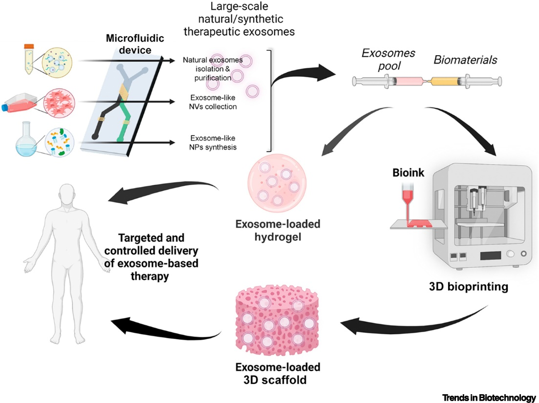 【综述】Trends Biotechnol丨微流体和3D生物打印技术在未来外泌体治疗中的应用