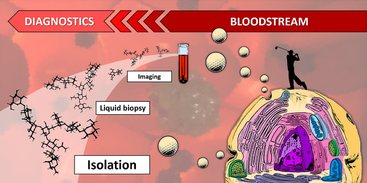 【综述】Biotechnol Adv丨细胞外囊泡的糖基化修饰在囊泡分离分析和临床检测中的价值