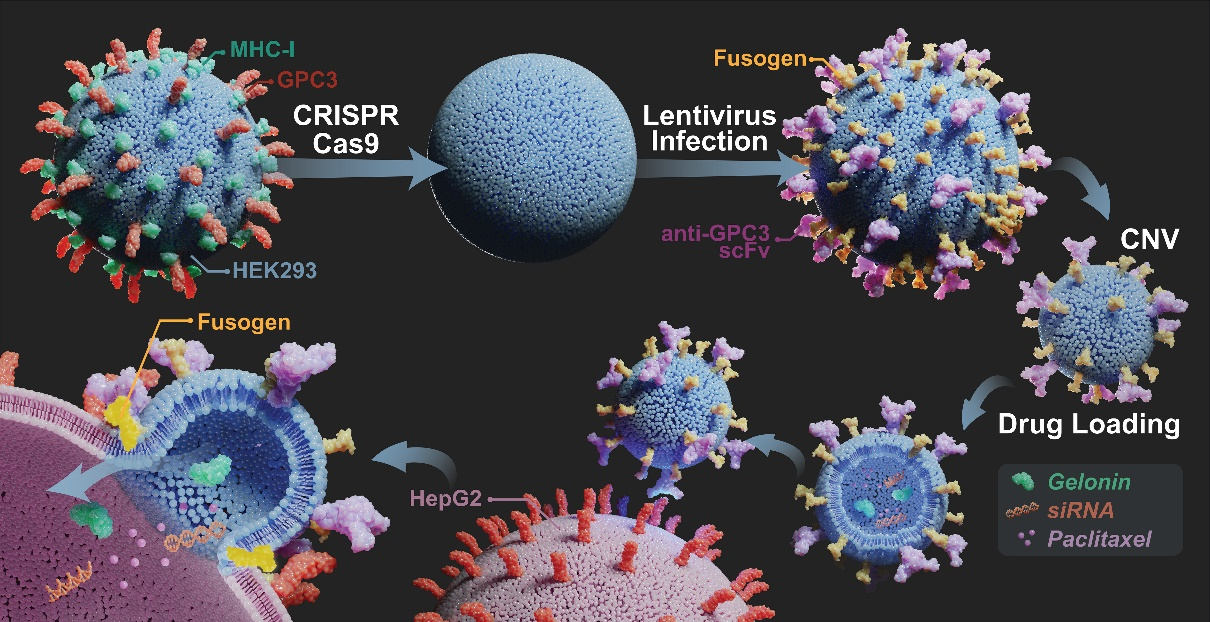 Nature Communications：仿病毒细胞纳米囊泡实现高效胞浆给药