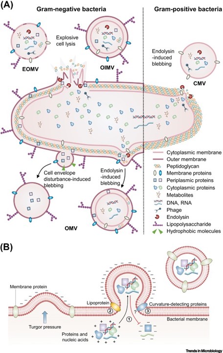 【综述】Trends Microbiol丨细菌细胞外囊泡作为治疗疾病的新途径