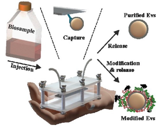 Adv Mater丨一种便携式微结构电化学流体装置对细胞外囊泡的快速分离、装载和释放