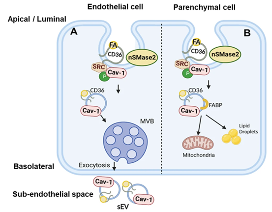 NatCommun丨内皮细胞CD36调节脂肪酸的经外泌体转移和神经酰胺形成