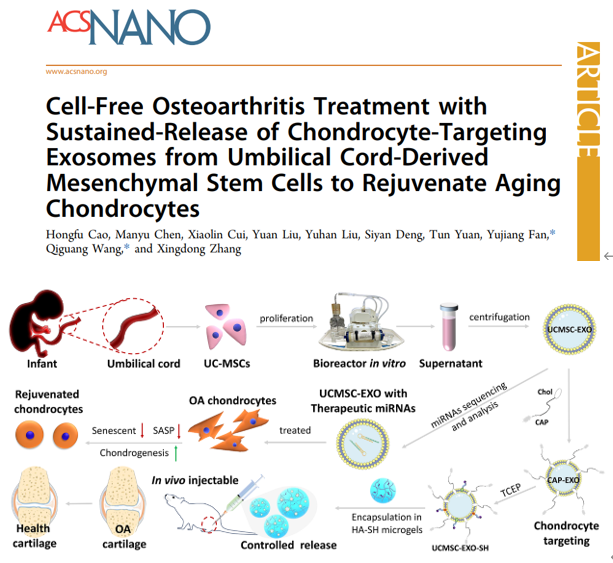 ACS Nano| 四川大学张兴栋院士团队王启光/樊渝江：工程化脐带间充质干细胞外泌体平台治疗骨关节炎