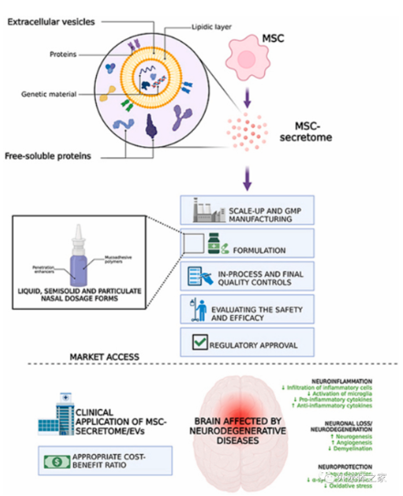 Bioact Mater丨间充质干细胞分泌组和细胞外囊泡用于神经退行性疾病治疗的可行性及市场前景