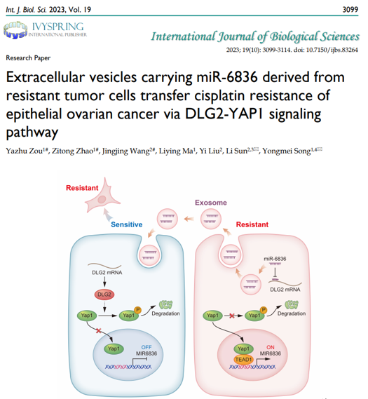 Int J Biol Sci|医科院肿瘤医院宋咏梅/孙力团队：耐药型卵巢癌细胞通过外泌体传递miR-6836播散肿瘤耐药性