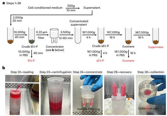 Nature Protocols：细胞外囊泡和纳米颗粒的全面分离方案