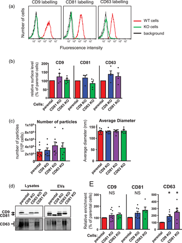 JEV：差异蛋白质组学发现CD9/CD81/CD63将蛋白质分选到EVs中的作用微弱
