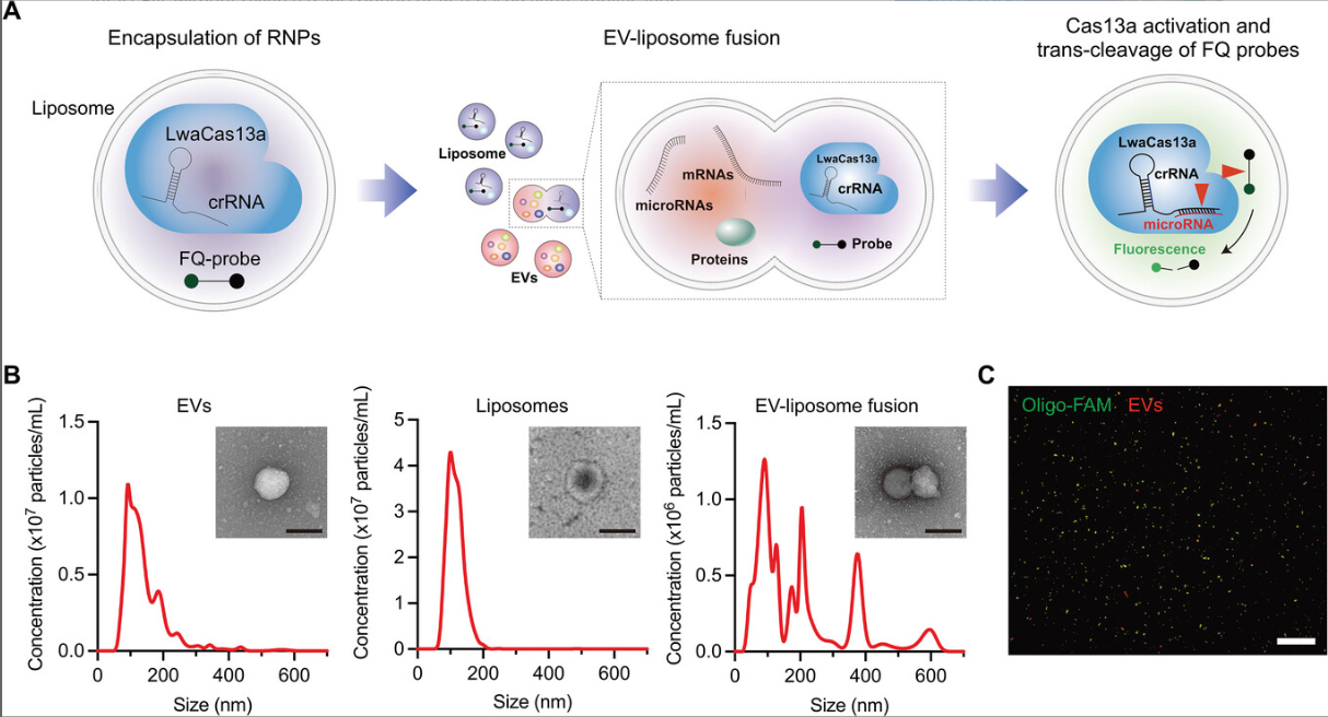 Adv Sci丨基于CRISPR/ Cas13a的肿瘤源性细胞外囊泡microRNA检测