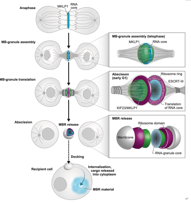 Dev Cell丨中间体和中间体残体形成的囊泡是RNA组装和翻译位点
