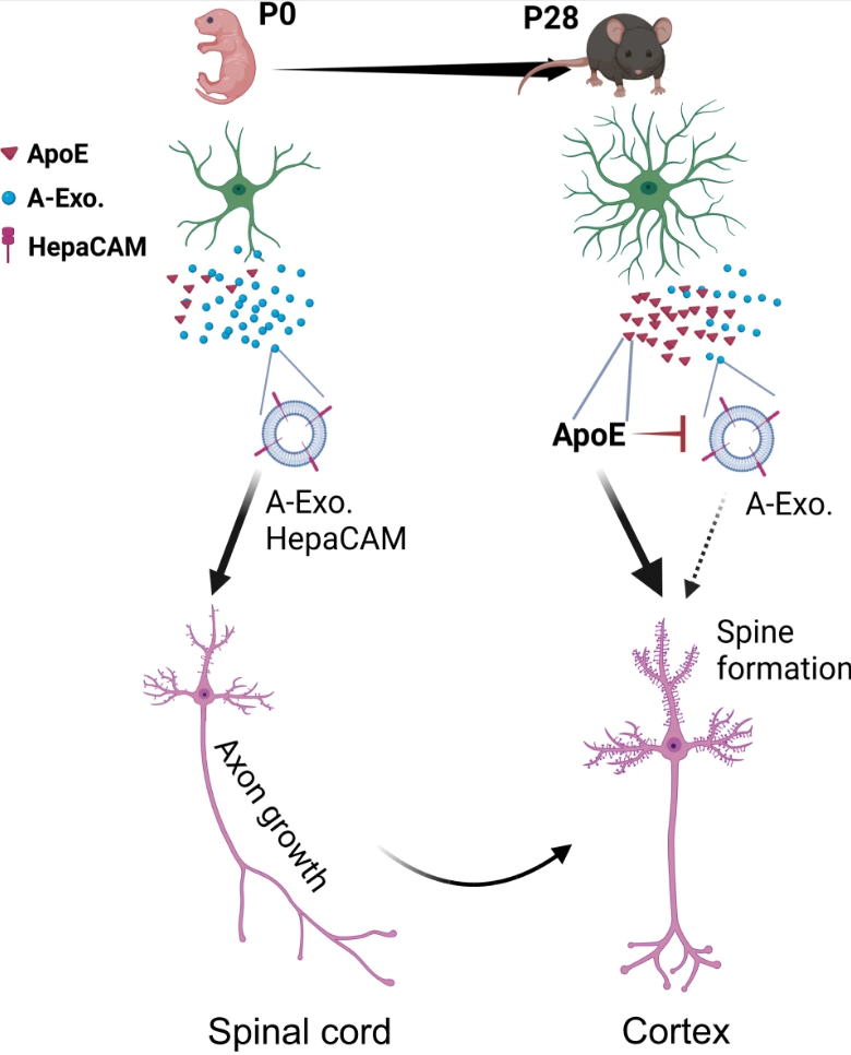 Nat Commun丨星形胶质细胞外泌体协调早期皮质锥体神经元轴突生长和树突棘形成