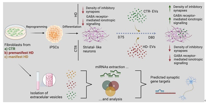 Theranostics丨细胞外囊泡改善亨廷顿舞蹈症衍生神经元中的GABA能传递