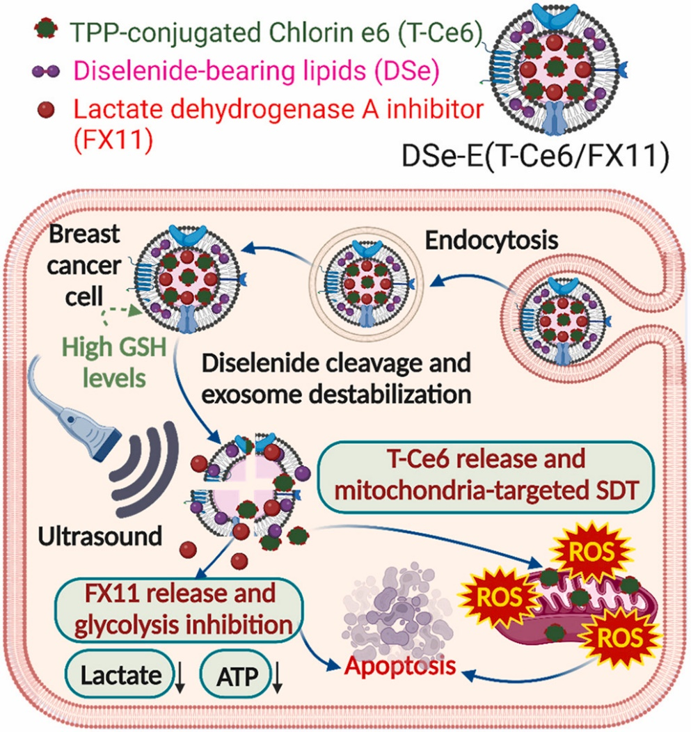 Biomaterials丨携带糖酵解抑制剂的生物可还原外泌体增强了肿瘤声动力治疗效果