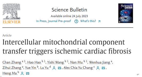 Science Bulletin | 空军军医大学马恒教授团队：跨细胞线粒体成分传递触发缺血后心肌纤维化的新机制