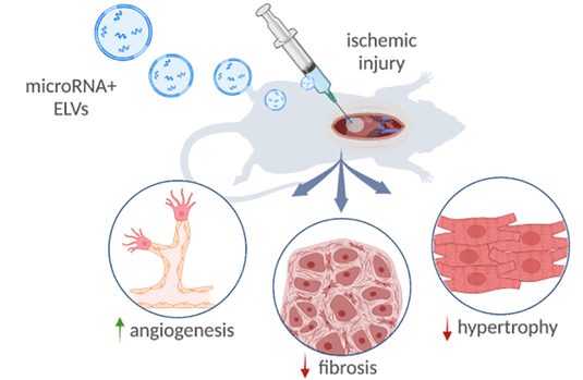 ACS Nano丨小细胞外囊泡个性化装载miRNA-126改善心肌梗死后的心功能