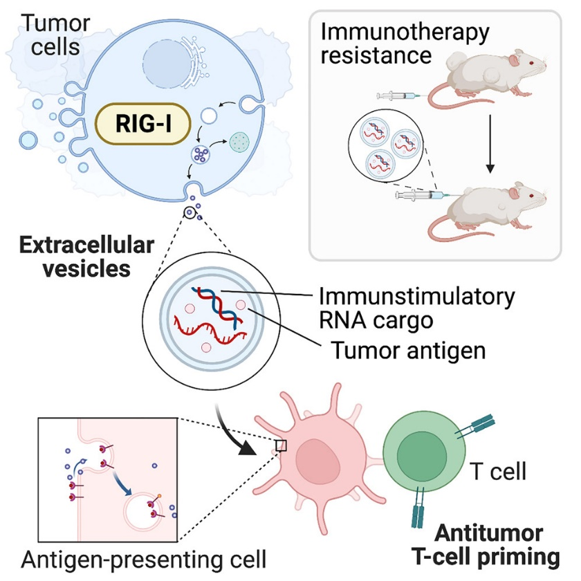 Cell Rep Med丨肿瘤细胞中的核酸传感器通路调节细胞外囊泡的生物发生及免疫治疗效果