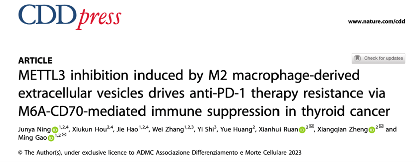 Cell Death Differ|天津市人民医院高明：M2型巨噬细胞来源外泌体通过改变肿瘤细胞m6A甲基化水平诱导免疫治疗耐药