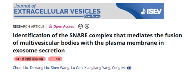 JEV | 华中科技大学生命科学与技术学院马聪团队联合杨祥良团队鉴定了在外泌体分泌过程中介导多泡体与质膜融合的SNARE复合体